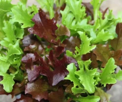 Dehner Bio Bio-Gemüsepflanzen|Kohl- & Salatpflanzen - Bio Schnittsalat im Pottburri®-Topf