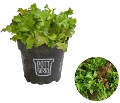 Dehner Bio Bio-Gemüsepflanzen|Kohl- & Salatpflanzen - Bio Schnittsalat im Pottburri®-Topf