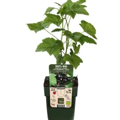 Dehner Bio Bio-Obststräucher|Stachel- & Johannisbeeren > Bio e Johannisbeere 'Ben Nevis'