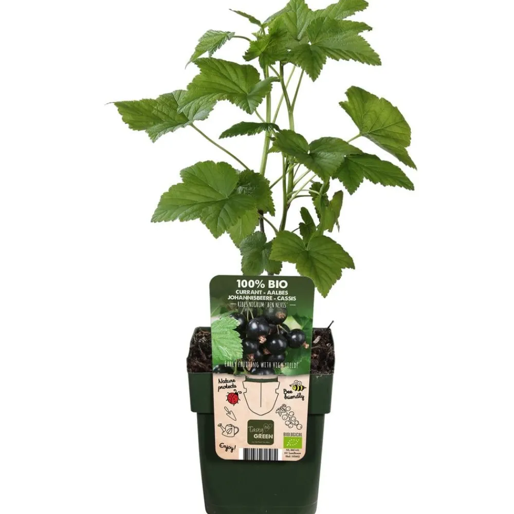 Dehner Bio Bio-Obststräucher|Stachel- & Johannisbeeren > Bio e Johannisbeere 'Ben Nevis'