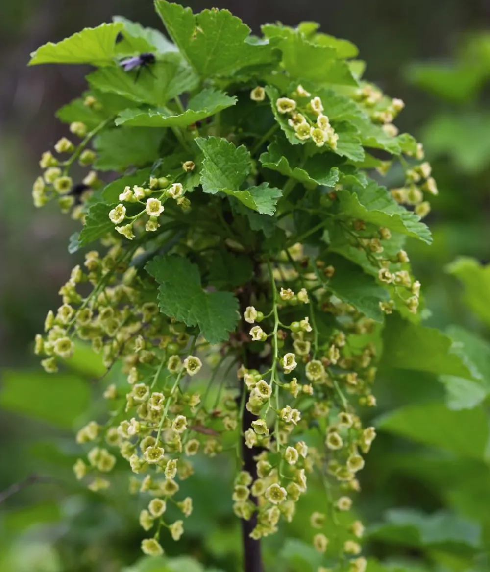 Dehner Bio Bio-Obststräucher|Stachel- & Johannisbeeren > Bio e Johannisbeere 'Ben Nevis'