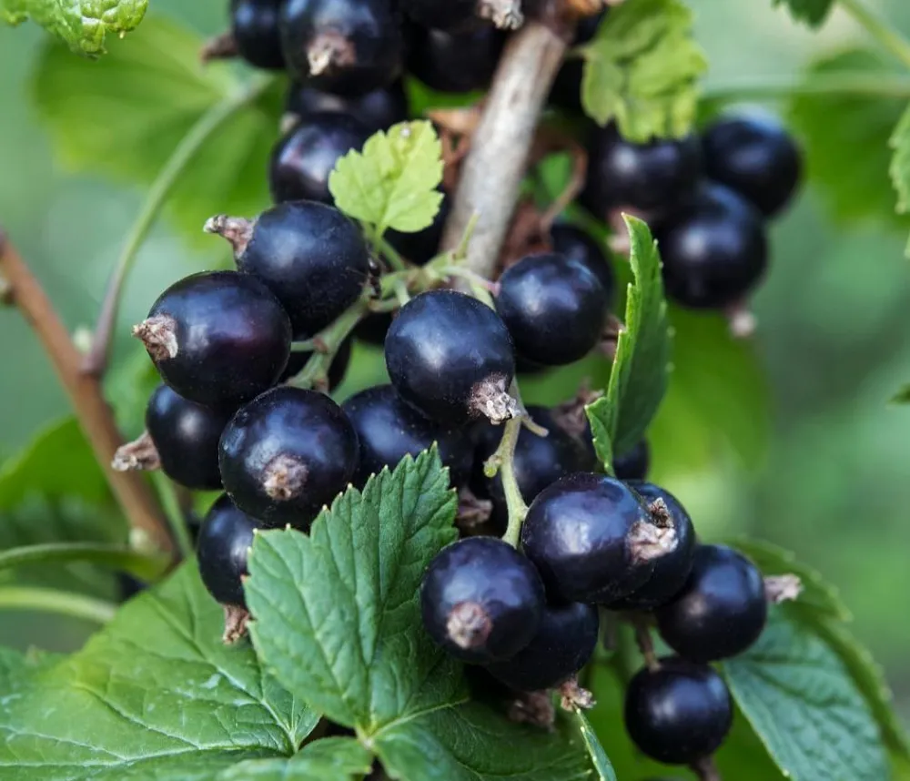 Dehner Bio Bio-Obststräucher|Stachel- & Johannisbeeren > Bio e Johannisbeere 'Ben Nevis'