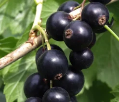 Dehner Bio Bio-Obststräucher|Stachel- & Johannisbeeren - Bio e Johannisbeere 'Low Little Black Sugar®' Schwarz