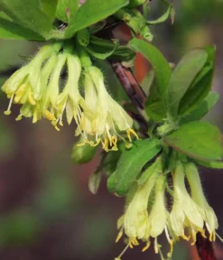 Dehner Bio Weinreben & Gartenobst|Bio-Obststräucher - Bio Sibirische Blaubeere 'Duet' Dunkelblau