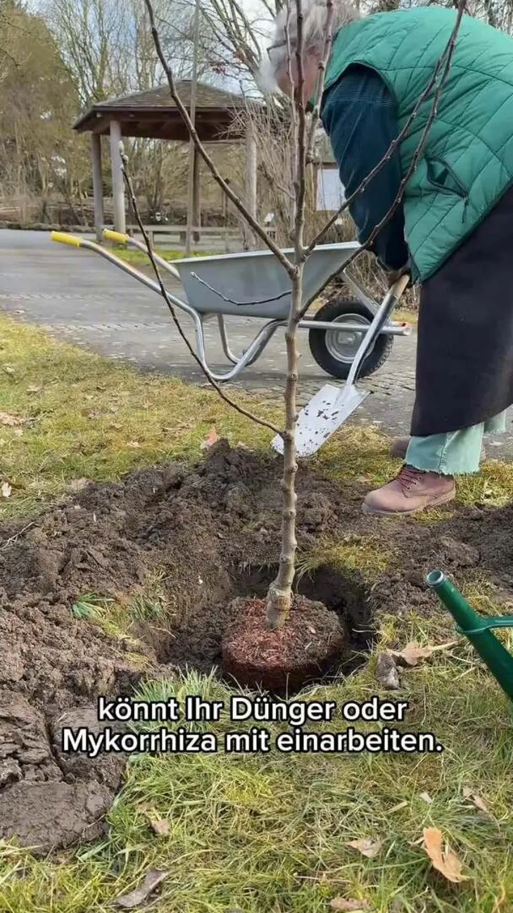 Dehner Bio Bio Süßkirsche 'Kordia' Dunkelrot Best