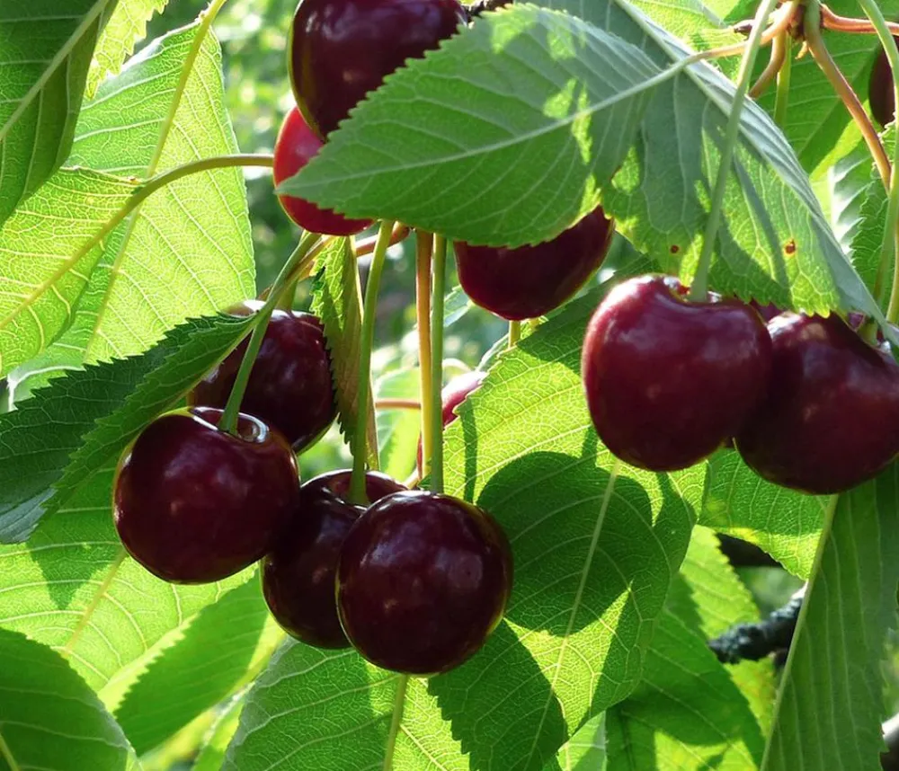 Dehner Bio Obstbäume|Kirschbäume > Bio Süßkirsche 'Stella'
