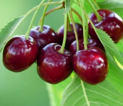 Dehner Bio Bio-Obstbäume|Kirschbäume - Bio Süßkirsche 'Sunburst' Rot
