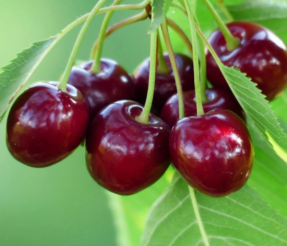 Dehner Bio Bio-Obstbäume|Kirschbäume - Bio Süßkirsche 'Sunburst' Rot