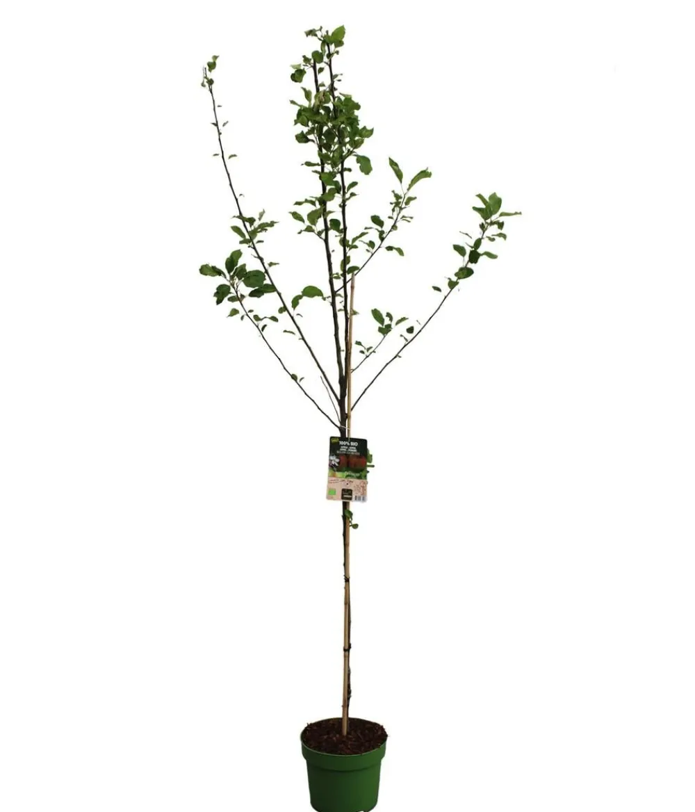Dehner Bio Bio Sommerapfel 'James Grieve' Rot