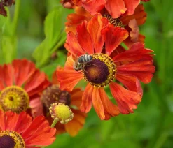 Dehner Bio Bio Sonnenbraut 'Moerheim Beauty' Discount