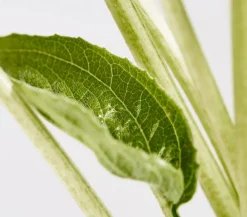 Dehner Bio Sommerstauden|Bio Stauden > Bio Sonnenhut,