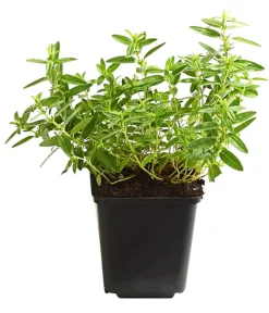 Dehner Bio Steingartenstauden|Bio Stauden > Bio Sonnenröschen,
