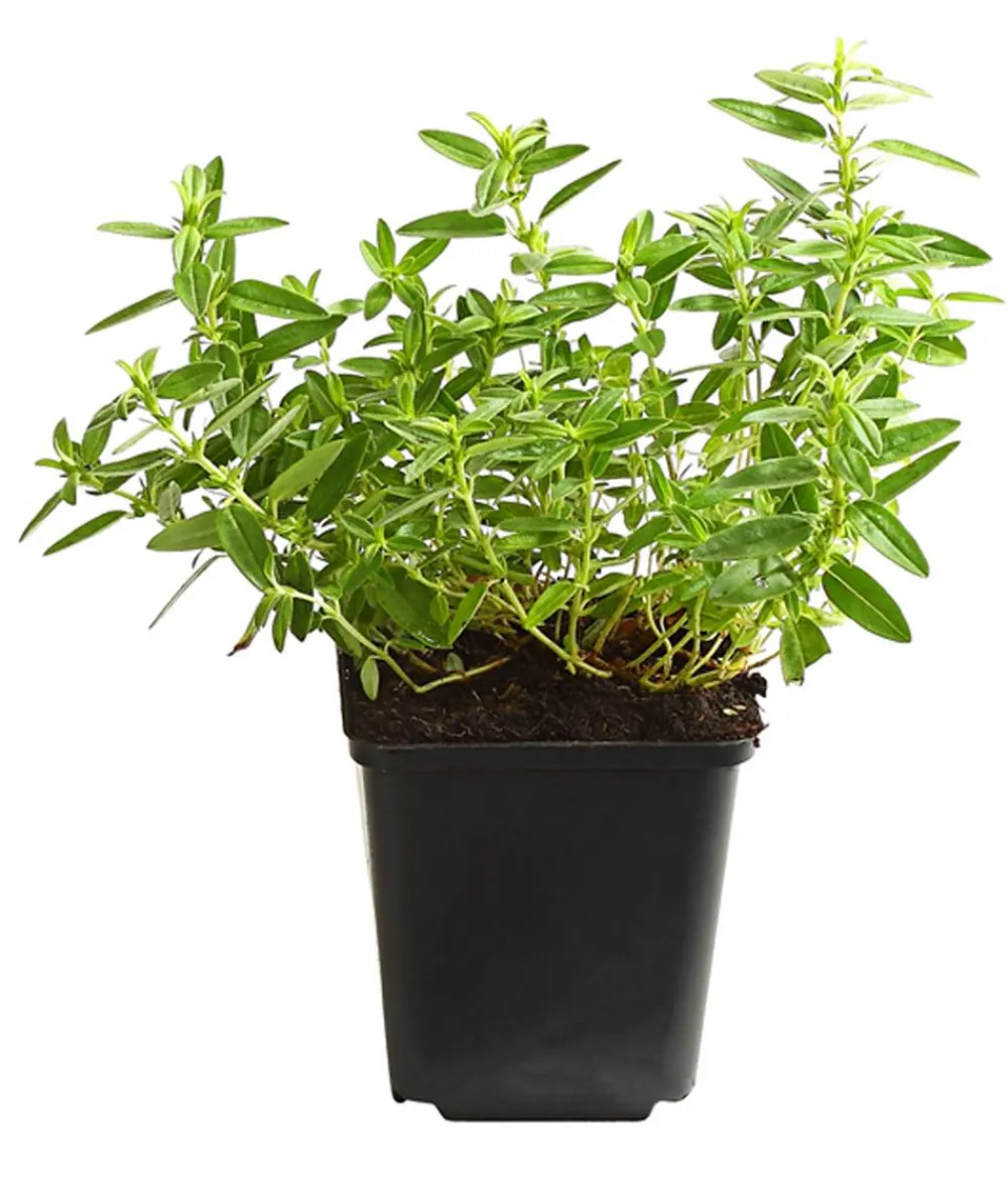Dehner Bio Steingartenstauden|Bio Stauden > Bio Sonnenröschen,