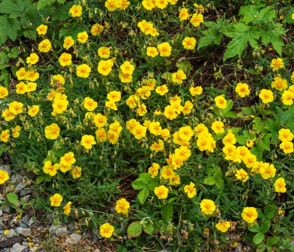 Dehner Bio Steingartenstauden|Bio Stauden > Bio Sonnenröschen,