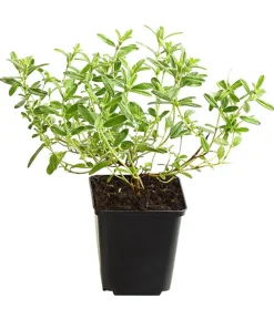 Dehner Bio Steingartenstauden|Bio Stauden - Bio Sonnenröschen, rosa Pink