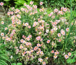 Dehner Bio Steingartenstauden|Bio Stauden - Bio Sonnenröschen, rosa Pink