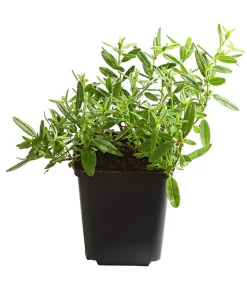 Dehner Bio Steingartenstauden|Bio Stauden > Bio Sonnenröschen,