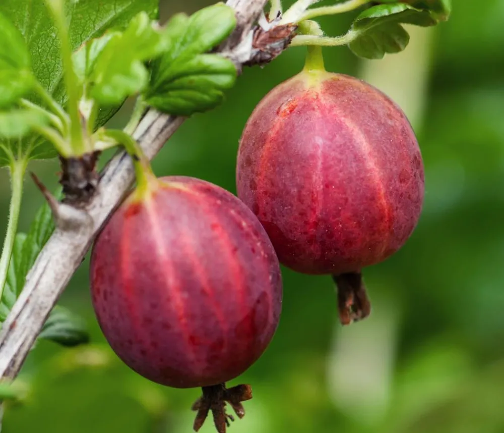 Dehner Bio Bio Stachelbeere 'Captivator' Rot Discount