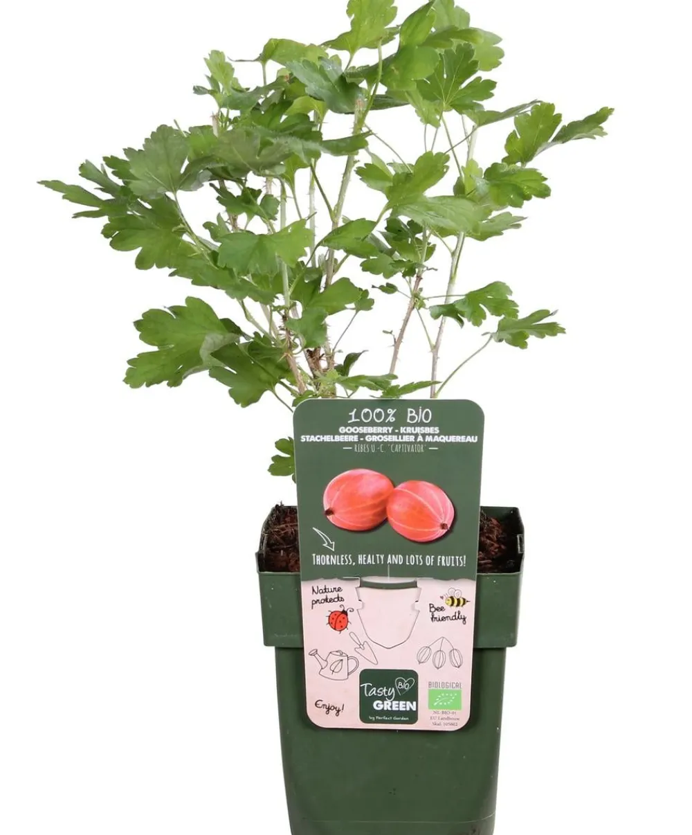 Dehner Bio Bio Stachelbeere 'Captivator' Rot Discount