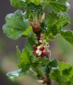 Dehner Bio Bio-Obststräucher|Stachel- & Johannisbeeren > Bio Stachelbeere 'Easycrisp® Lady Late®'