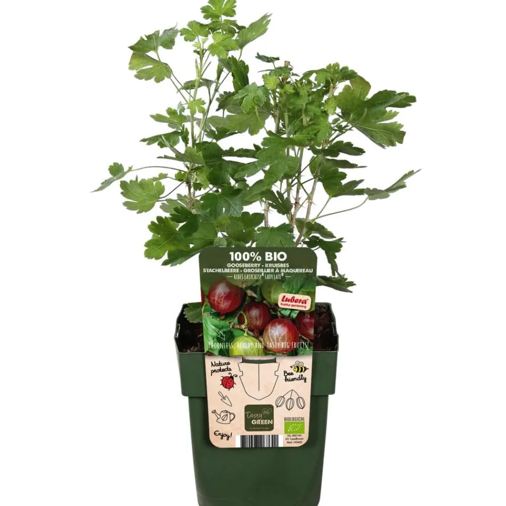 Dehner Bio Bio-Obststräucher|Stachel- & Johannisbeeren > Bio Stachelbeere 'Easycrisp® Lady Late®'