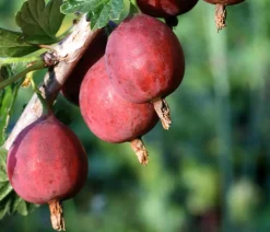 Dehner Bio Bio-Obststräucher|Stachel- & Johannisbeeren > Bio Stachelbeere 'Easycrisp® Lady Late®'