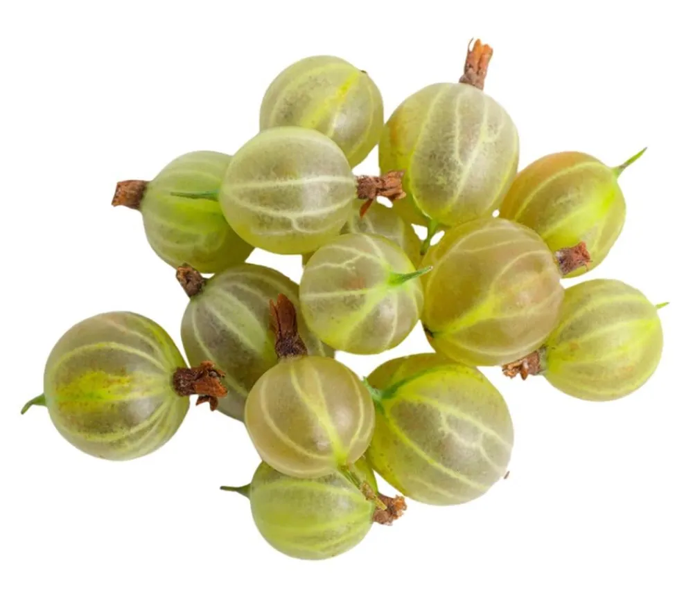 Dehner Bio Bio-Obststräucher > Bio Stachelbeere 'Hinnonmäki',