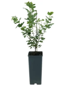 Dehner Bio Bio-Obststräucher > Bio Stachelbeere 'Hinnonmäki',
