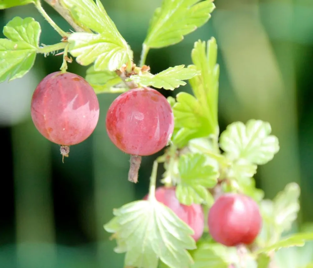Dehner Bio Bio Stachelbeere 'Spinefree' Hellrot Sale