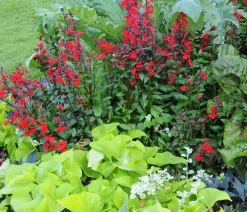 Dehner Bio Sommerstauden|Bio Stauden - Bio Stauden-Lobelie