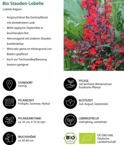 Dehner Bio Sommerstauden|Bio Stauden - Bio Stauden-Lobelie
