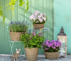 Dehner Bio Sommerstauden|Bio Stauden > Bio Stauden-Phlox,