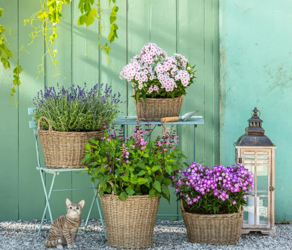 Dehner Bio Sommerstauden|Bio Stauden > Bio Stauden-Phlox,