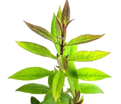 Dehner Bio Sommerstauden|Bio Stauden > Bio Stauden-Phlox,