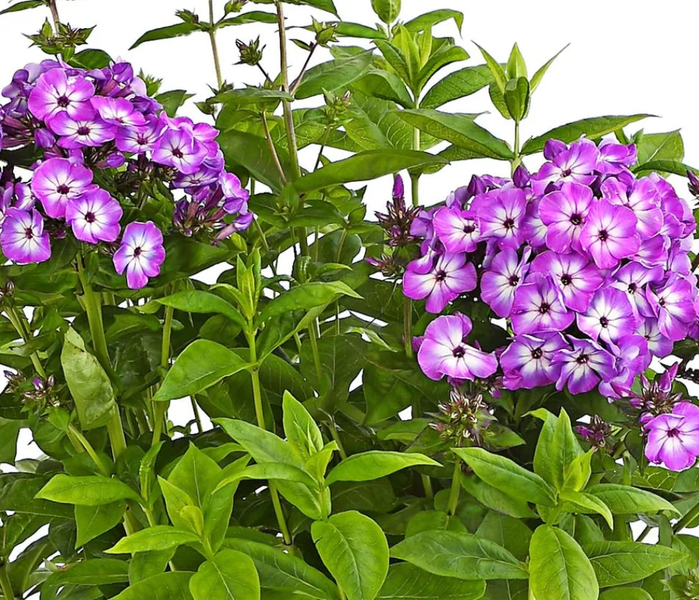 Dehner Bio Sommerstauden|Bio Stauden > Bio Stauden-Phlox,
