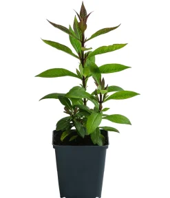 Dehner Bio Sommerstauden|Bio Stauden > Bio Stauden-Phlox,