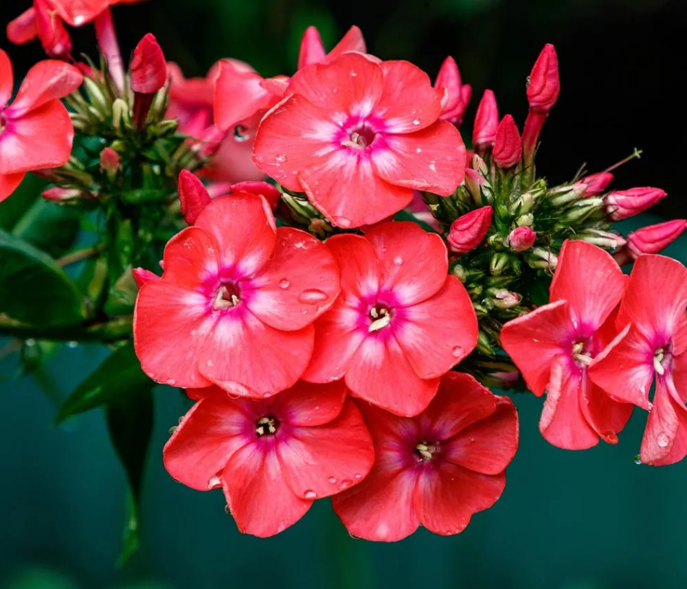 Dehner Bio Bio Stauden-Phlox, Rot Hot