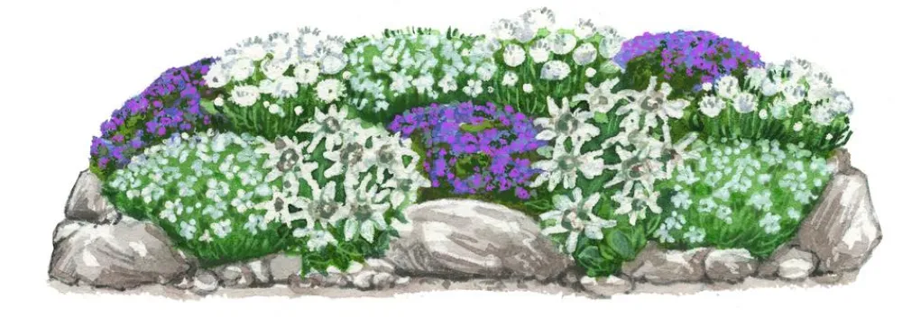 Dehner Bio Steingartenstauden|Bio Stauden > Bio Stauden-Set Alpengarten, 12-teilig
