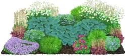 Dehner Bio Bio Stauden|Gräser- & Stauden-Sets - Bio Stauden-Set Beet im Halbschatten, 24-teilig