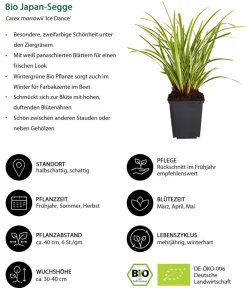 Dehner Bio Bio Stauden|Gräser- & Stauden-Sets - Bio Stauden-Set Beet im Halbschatten, 24-teilig