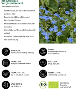 Dehner Bio Bio Stauden|Gräser- & Stauden-Sets - Bio Stauden-Set Beet im Halbschatten, 24-teilig
