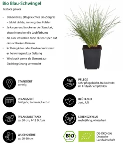 Dehner Bio Bio Stauden|Gräser- & Stauden-Sets > Bio Stauden-Set e Stunde, Landlust Kollektion, 24-teilig