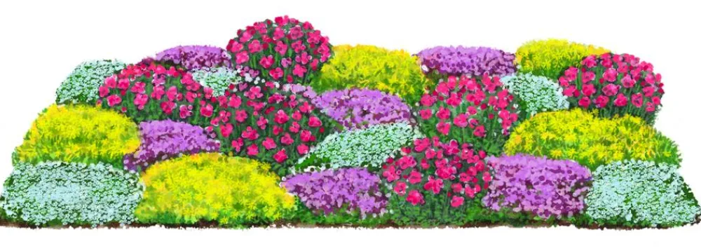Dehner Bio Sommerstauden|Bio Stauden > Bio Stauden-Set Bodendecker Patchwork, 24-teilig