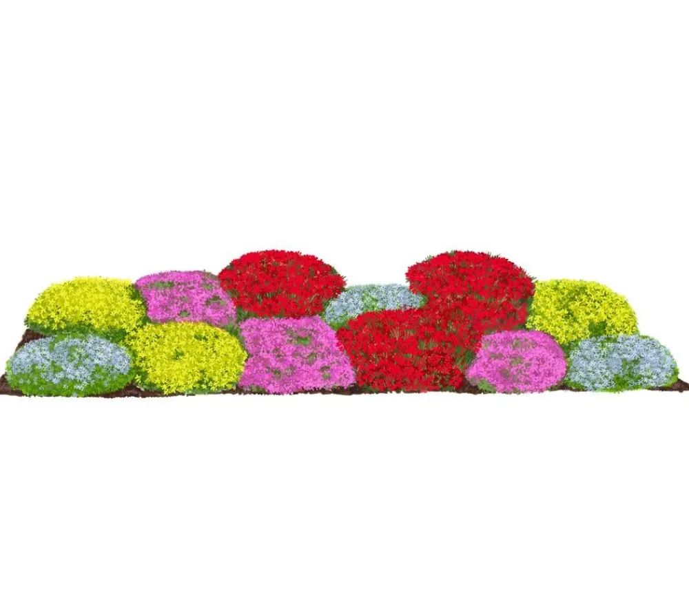 Dehner Bio Bio Stauden-Set Bodendecker Patchwork, 12-teilig Bunt Sale