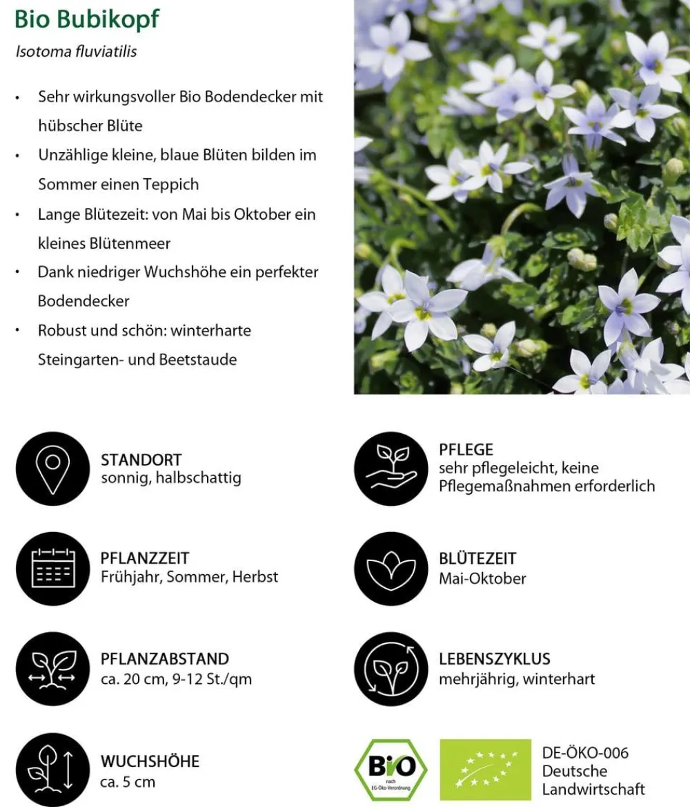 Dehner Bio Bio Stauden-Set Bodendecker Patchwork, 12-teilig Bunt Sale