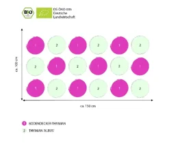 Dehner Bio Bio Stauden-Set Duftender Thymian, 18-teilig Discount