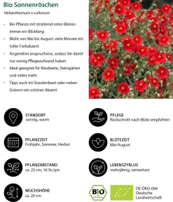 Dehner Bio Bio Stauden|Gräser- & Stauden-Sets > Bio Stauden-Set Feuerwerk im Garten, Landlust Kollektion, 12-teilig