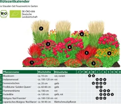 Dehner Bio Bio Stauden|Gräser- & Stauden-Sets > Bio Stauden-Set Feuerwerk im Garten, 24-teilig