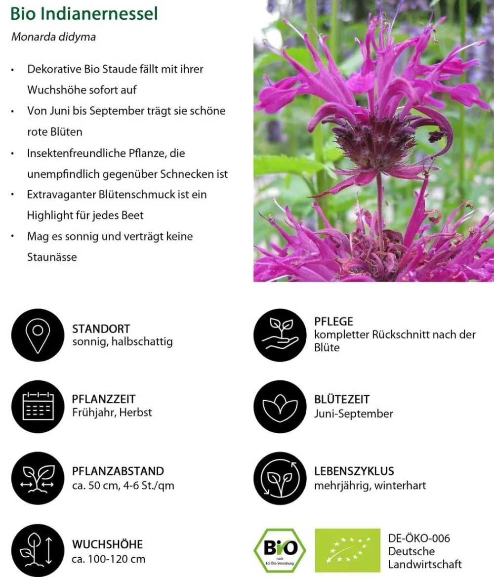 Dehner Bio Bio Stauden|Gräser- & Stauden-Sets > Bio Stauden-Set Feuerwerk im Garten, 24-teilig