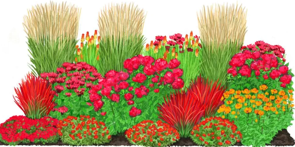 Dehner Bio Bio Stauden|Gräser- & Stauden-Sets > Bio Stauden-Set Feuerwerk im Garten, 24-teilig